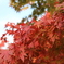 早めの紅葉狩り