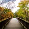 平岡公園の紅葉