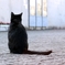 猫は背中で語るが猫語なので何を言ってるかわからない