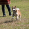 柴犬
