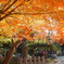 岩殿観音・紅葉