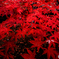 紅