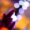 華と花