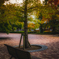 Shade of tree