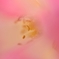 Stamens nestled