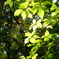 DSCF0296