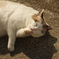 福猫