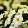公園に咲く花