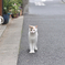 neko776nnss