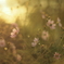 秋桜