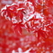 雪紅葉