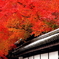 照秋
