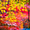 瑞宝寺公園の紅葉-2
