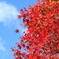 宇甘渓紅葉