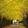 土浦－銀杏の並木