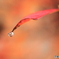 紅葉の涙