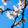 秋桜（あきざくら）..＃2