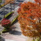 紅葉1