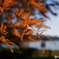 紅葉3