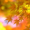 パステル紅葉