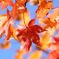 momiji