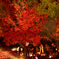 紅葉狩り