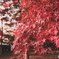 あの時の・・・紅葉