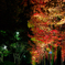 紅葉と緑化の境目