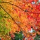紅葉グラデーション
