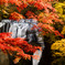 輝く紅葉…