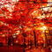 紅葉3