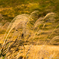 20161105-DSC_4392