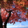 Autumn shows us how beautiful it is