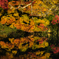 京都紅葉