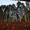 呑山観音寺