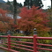 呑山観音寺の紅葉