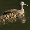 カルガモ　～ママに寄り添って元気な11匹～