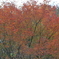 呑山観音寺の紅葉