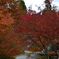 呑山観音寺の紅葉