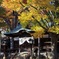 ある神社の紅葉