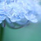 Blue Flower
