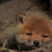 キタキツネ