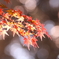紅い宝石