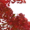 紅に染まったメジロ