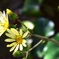 黄色の花