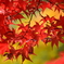 2016年・日本庭園・紅葉