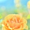 晴れた日の薔薇♪