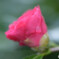 山茶花Ⅱ