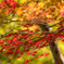 紅葉と黄葉