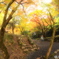 紅葉狩り